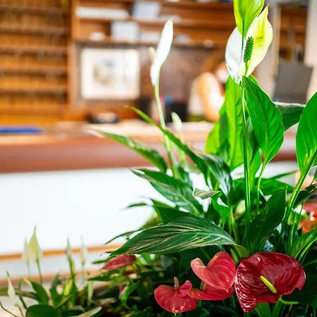 Stacchini Hotell Cesenatico