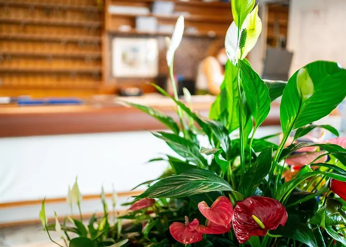 Stacchini Otel Cesenatico
